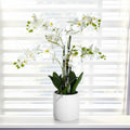 Orchid in Ceramic Pot - Vermeil Decor